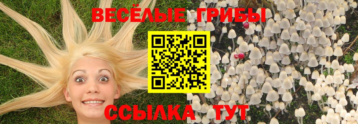 Галлюциногенные грибы Psilocybine cubensis Мурманск